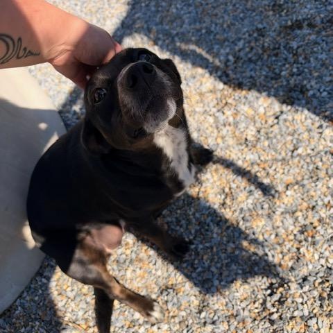 Stormie, Adopted, Adult Female Feist.