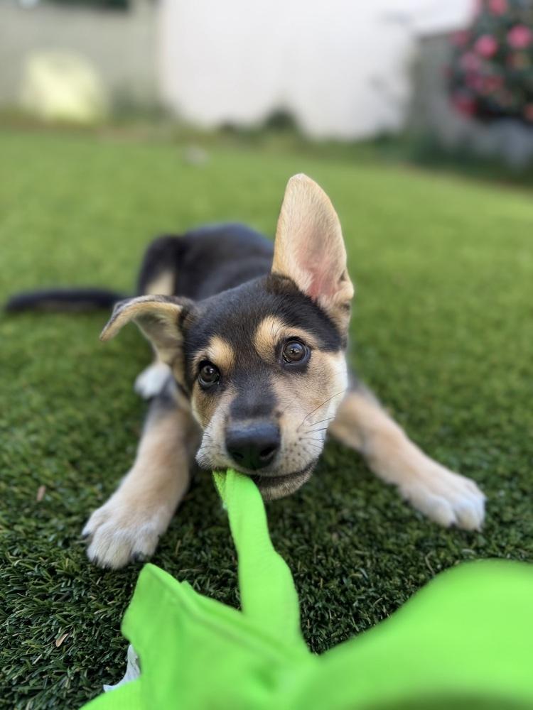 Russell the wilderness explorer, Adoptable, Puppy Male Shepherd.