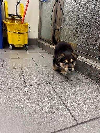 Russell the wilderness explorer, Adoptable, Puppy Male Mixed Breed.