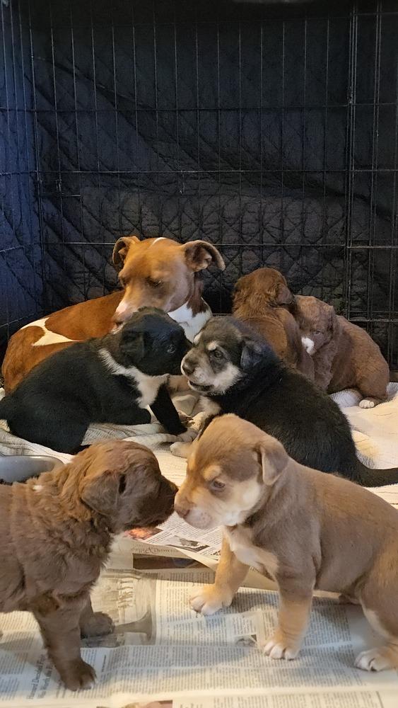 Russell the wilderness explorer, a Adoptable mixed breed in Pacifica, CA image 2/4