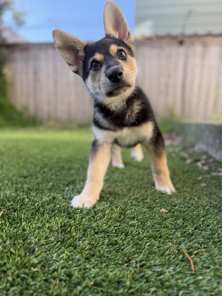 Enlarge Russell the wilderness explorer, a Adoptable mixed breed in Pacifica, CA image 2/5