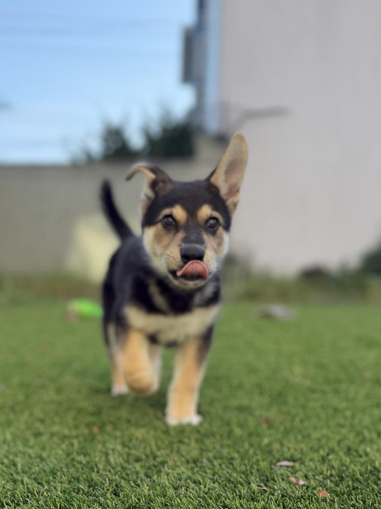 Enlarge Russell the wilderness explorer, a Adoptable mixed breed in Pacifica, CA image 2/6