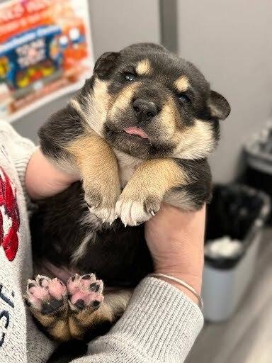 Enlarge Russell the wilderness explorer, a Adoptable mixed breed in Pacifica, CA image 3/6