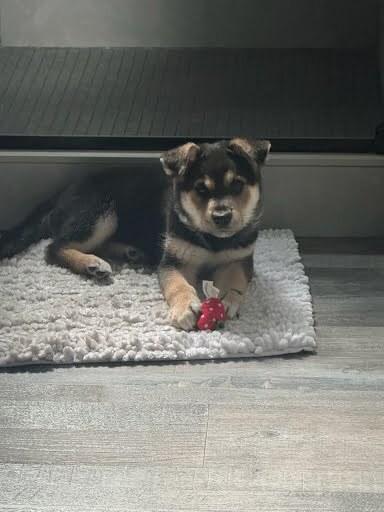 Enlarge Russell the wilderness explorer, a Adoptable mixed breed in Pacifica, CA image 4/6