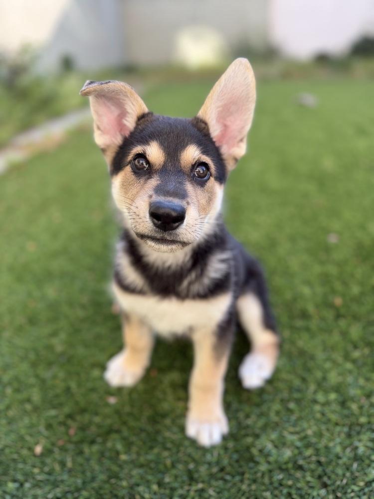 Enlarge Russell the wilderness explorer, a Adoptable mixed breed in Pacifica, CA image 4/5