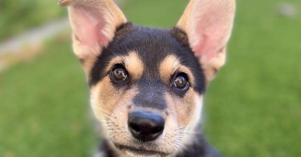 Enlarge Russell the wilderness explorer, a Adoptable mixed breed in Pacifica, CA image 5/5