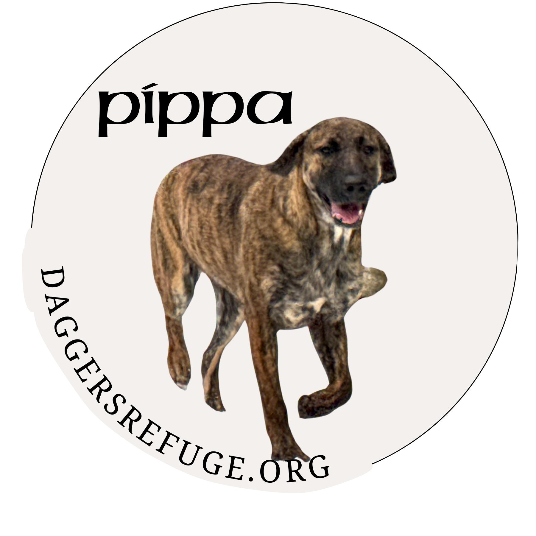 Pippa, a Adopted mixed breed in Ragland, AL image 1/6