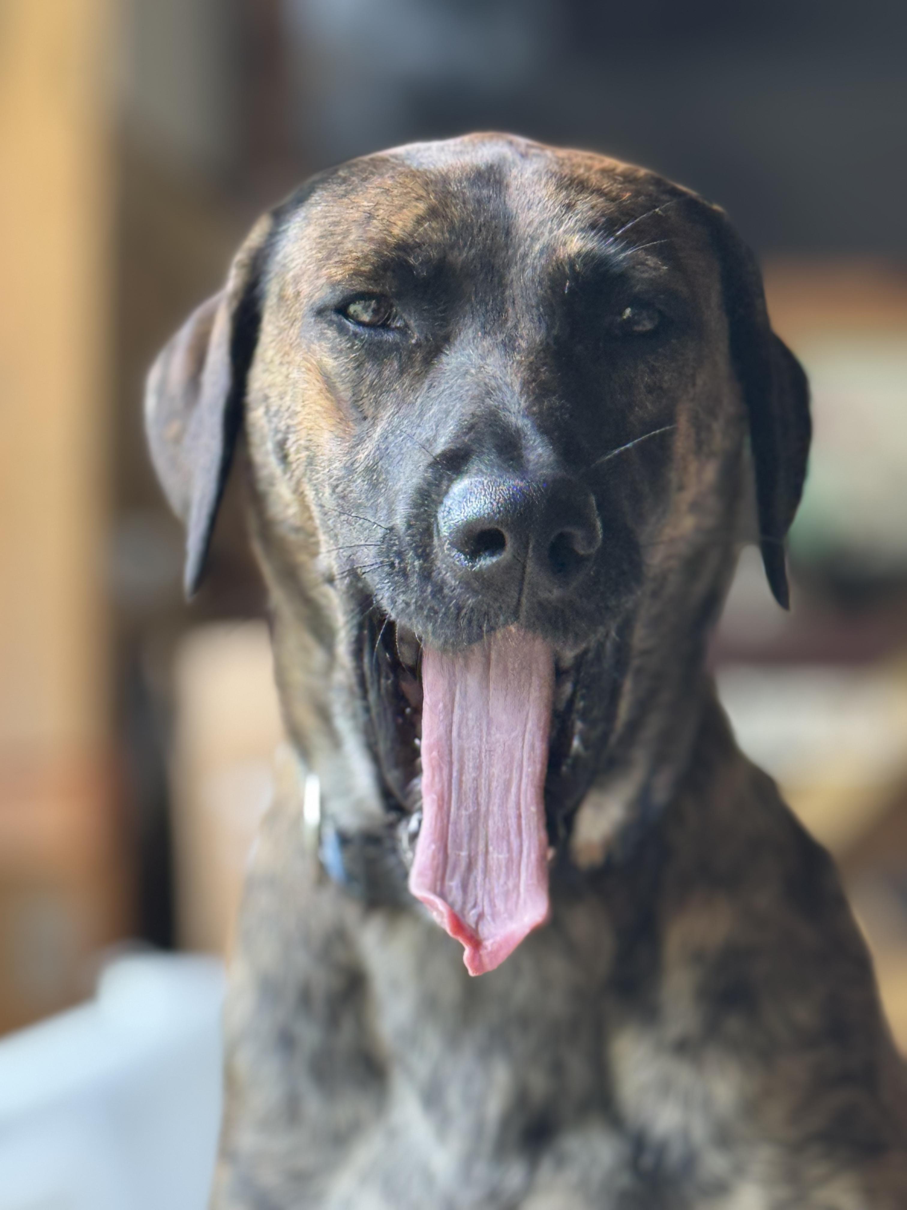 Pippa, a Adopted mixed breed in Ragland, AL image 2/6