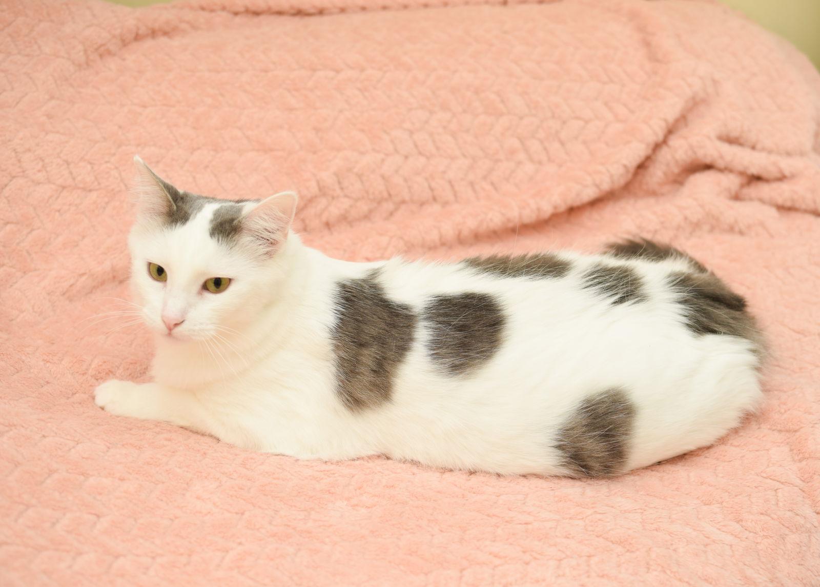 Sabine, Adopted, Young Female Turkish Angora & British Shorthair.