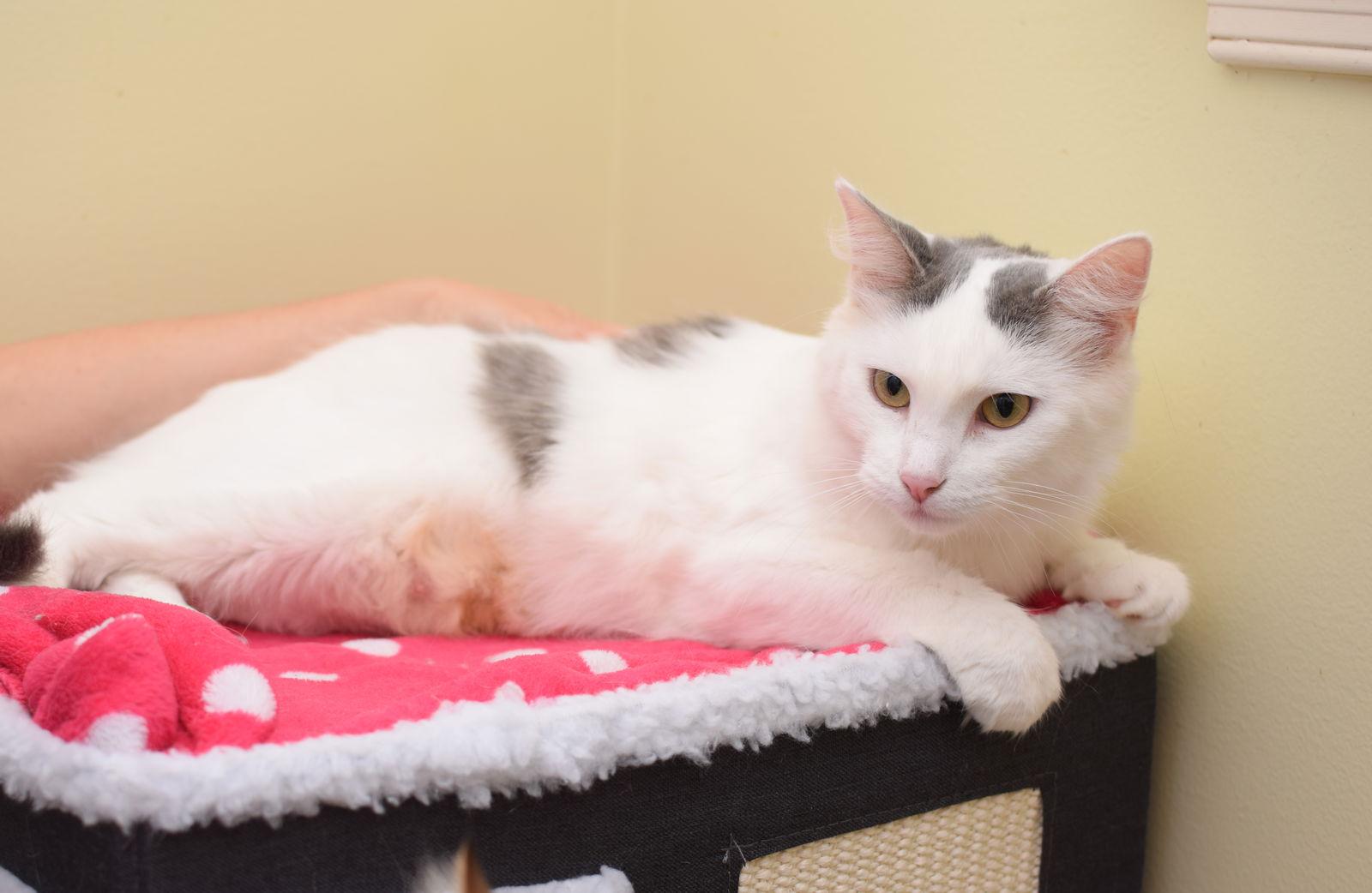 Sabine, a Adopted mixed breed in Hockessin, DE image 2/3