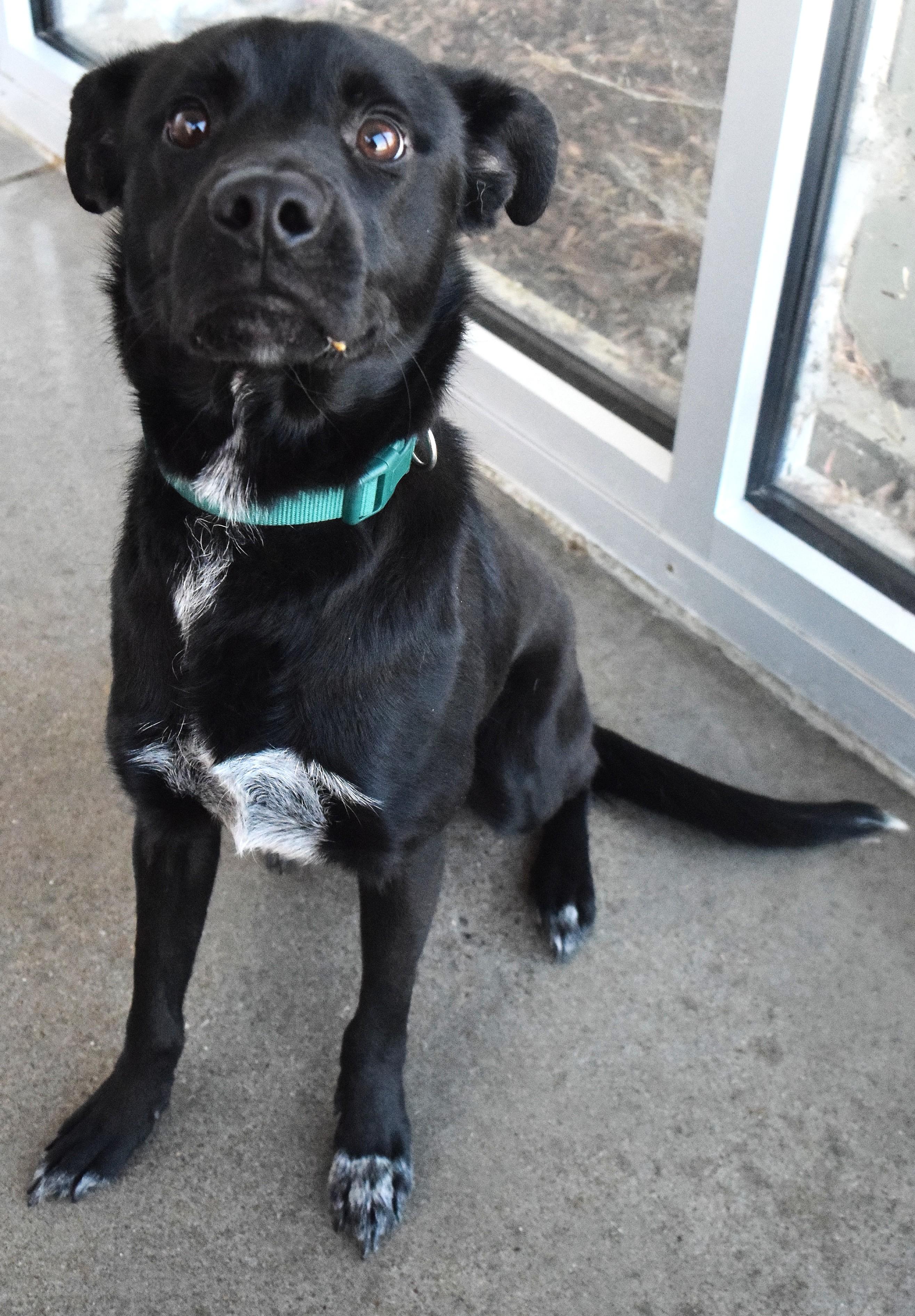 #21886, ADOPTABLE, Adult Male Terrier.