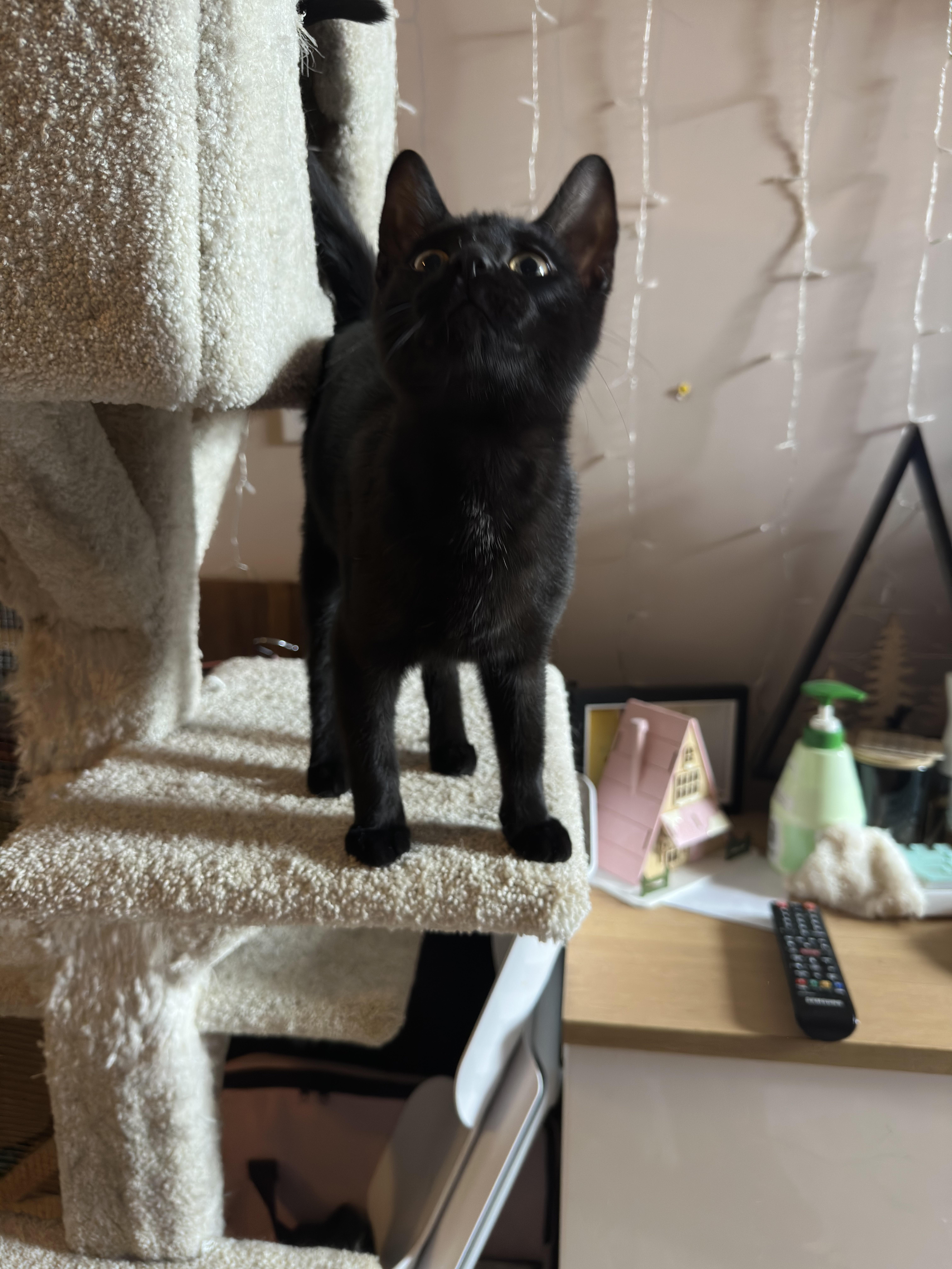 Enlarge Blue, Jaye & Cam - kittens, a ADOPTABLE Domestic Short Hair in Brantford, ON image 6/6