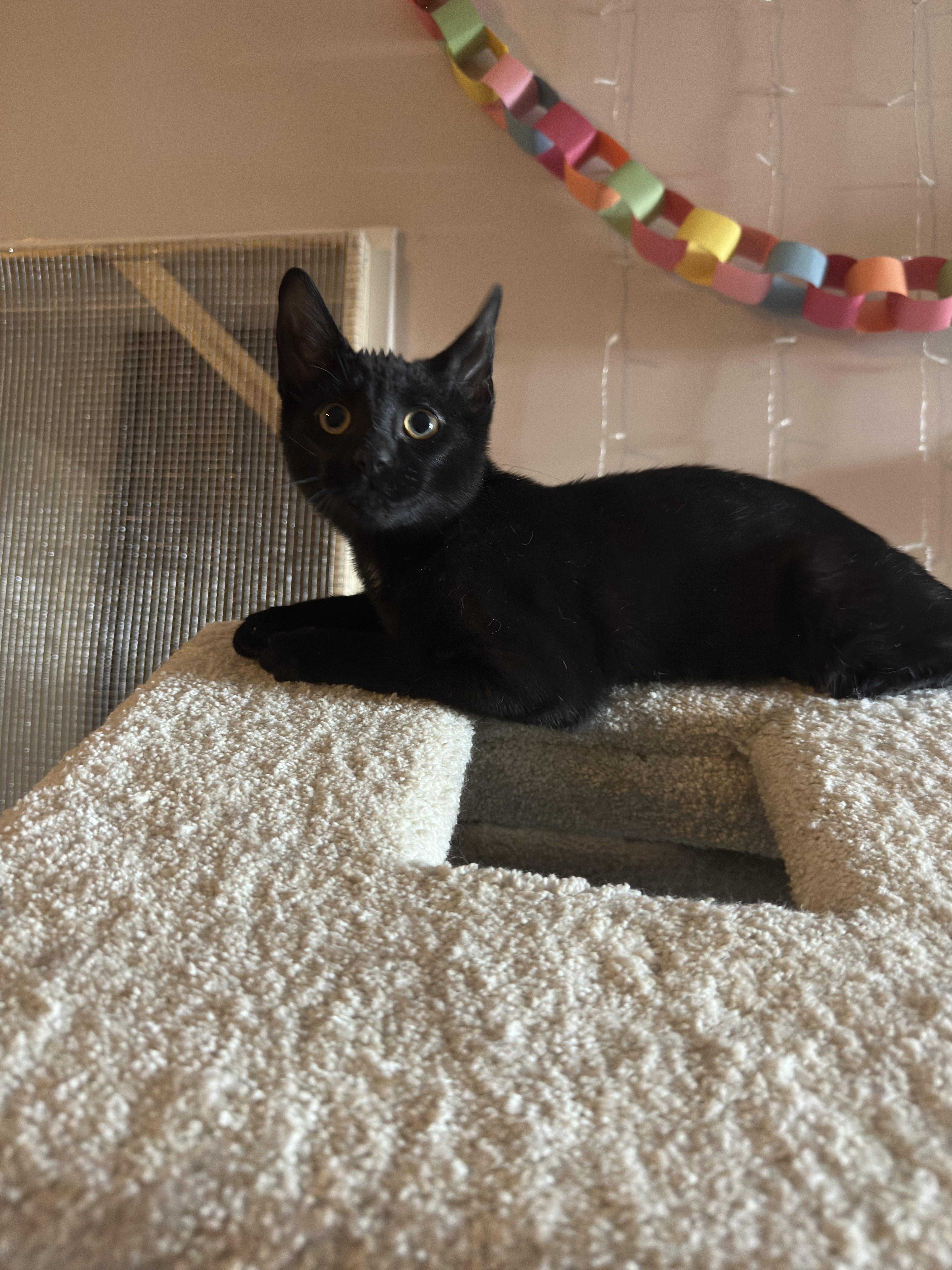 Enlarge Blue, Jaye & Cam - kittens, a ADOPTABLE Domestic Short Hair in Brantford, ON image 3/6