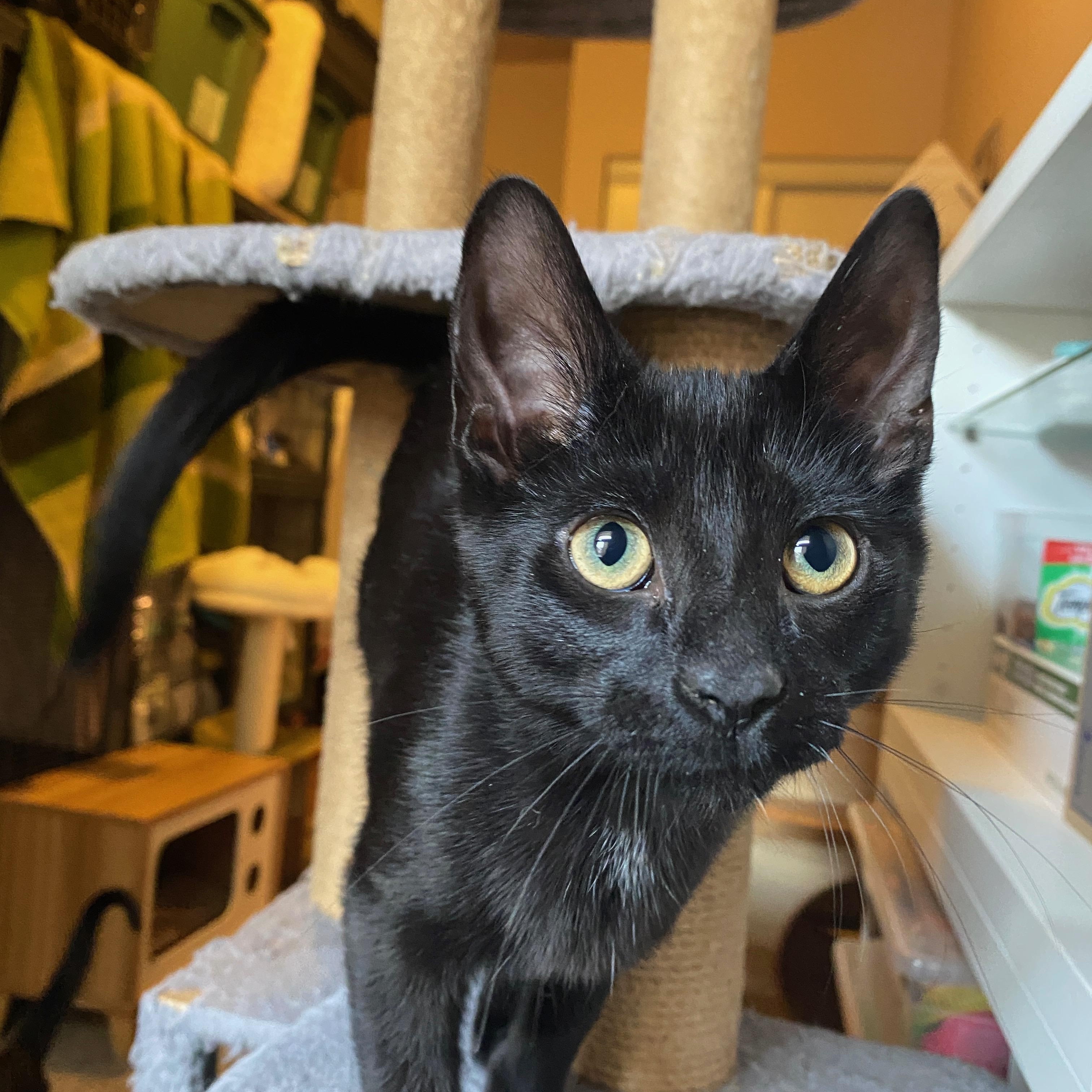 Blue, Jaye & Cam - kittens, ADOPTABLE, Kitten Female Domestic Short Hair.