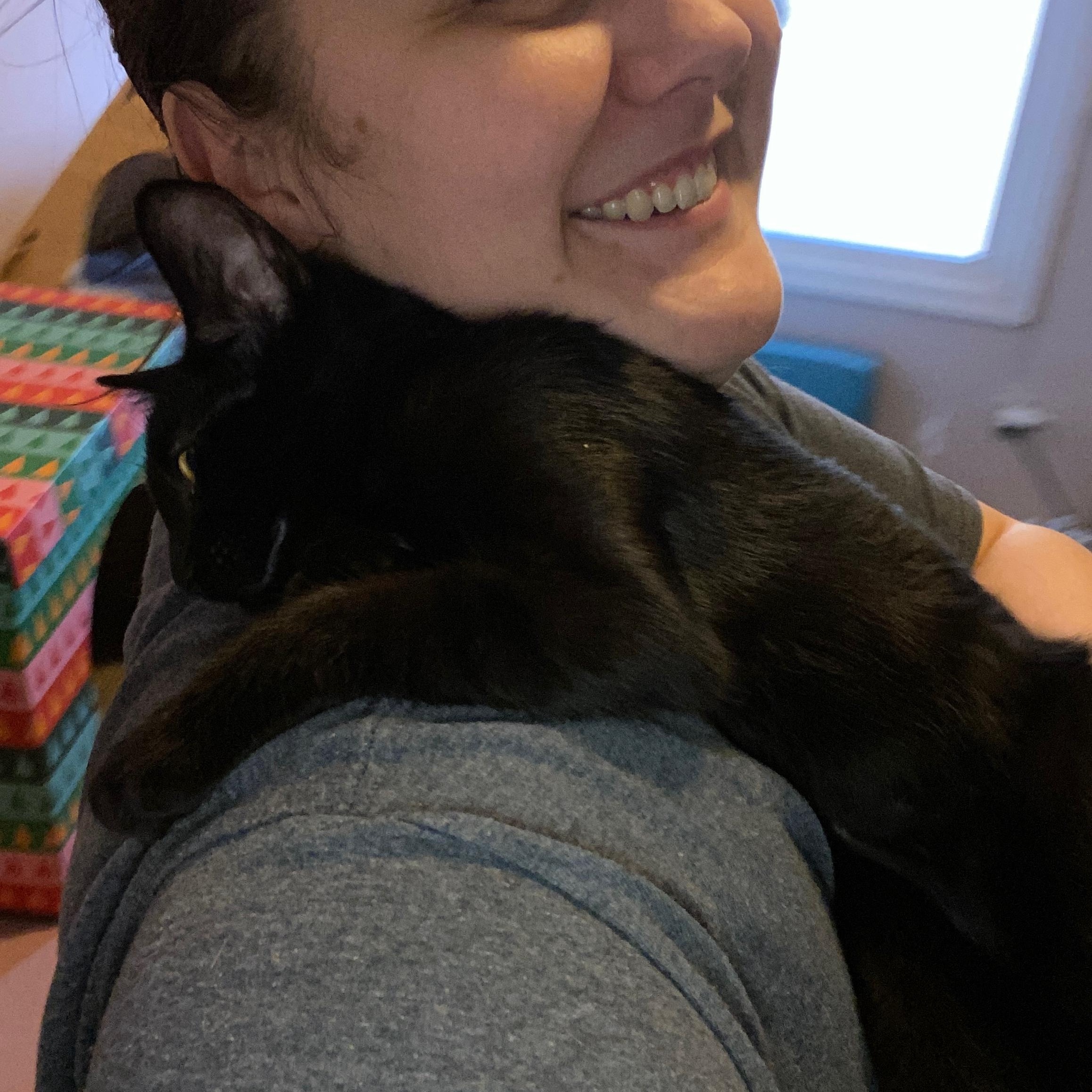 Enlarge Blue, Jaye & Cam - kittens, a ADOPTABLE Domestic Short Hair in Brantford, ON image 5/6