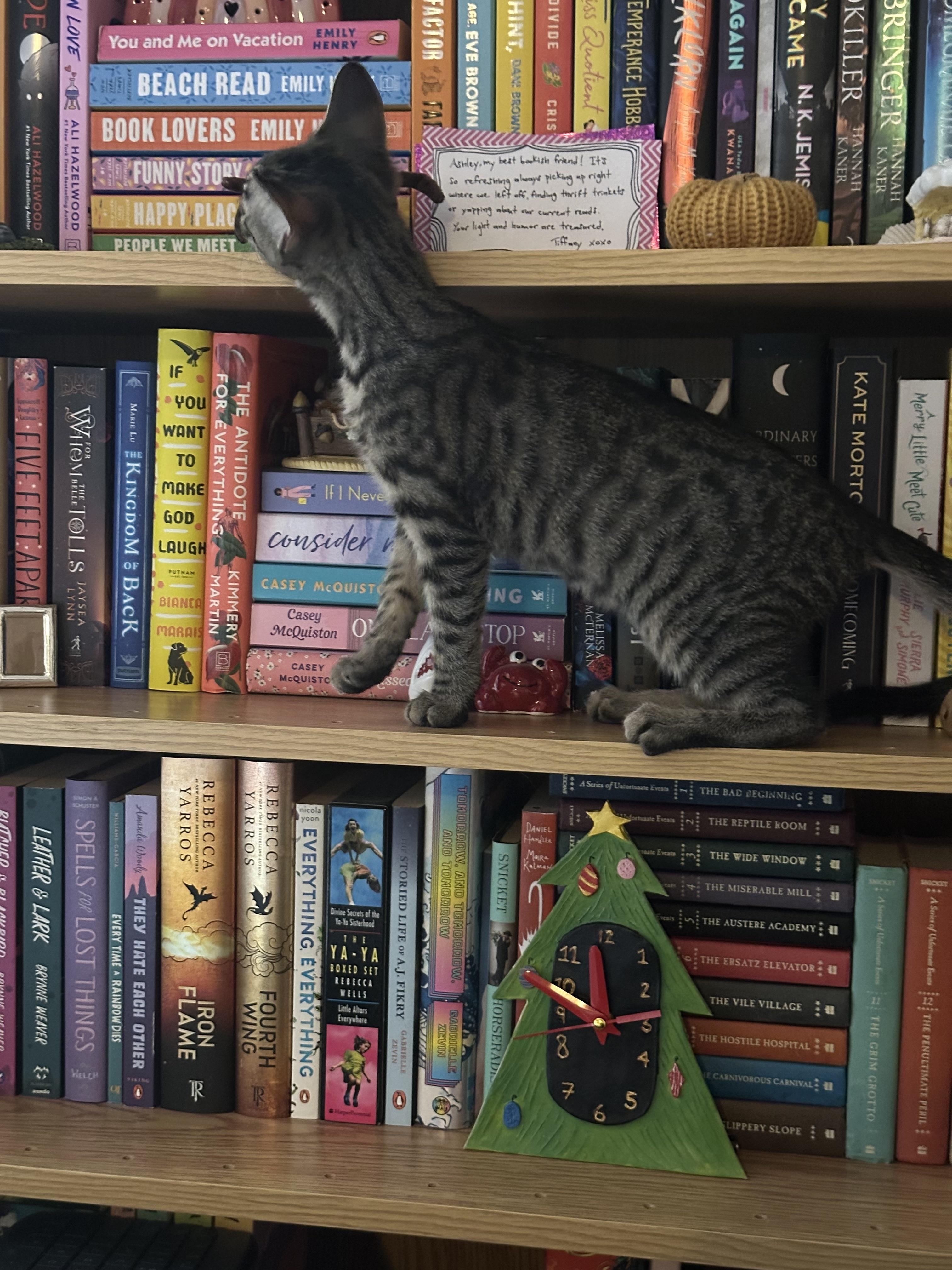 Blue, Jaye & Cam - kittens, ADOPTABLE, Kitten Female Domestic Short Hair.