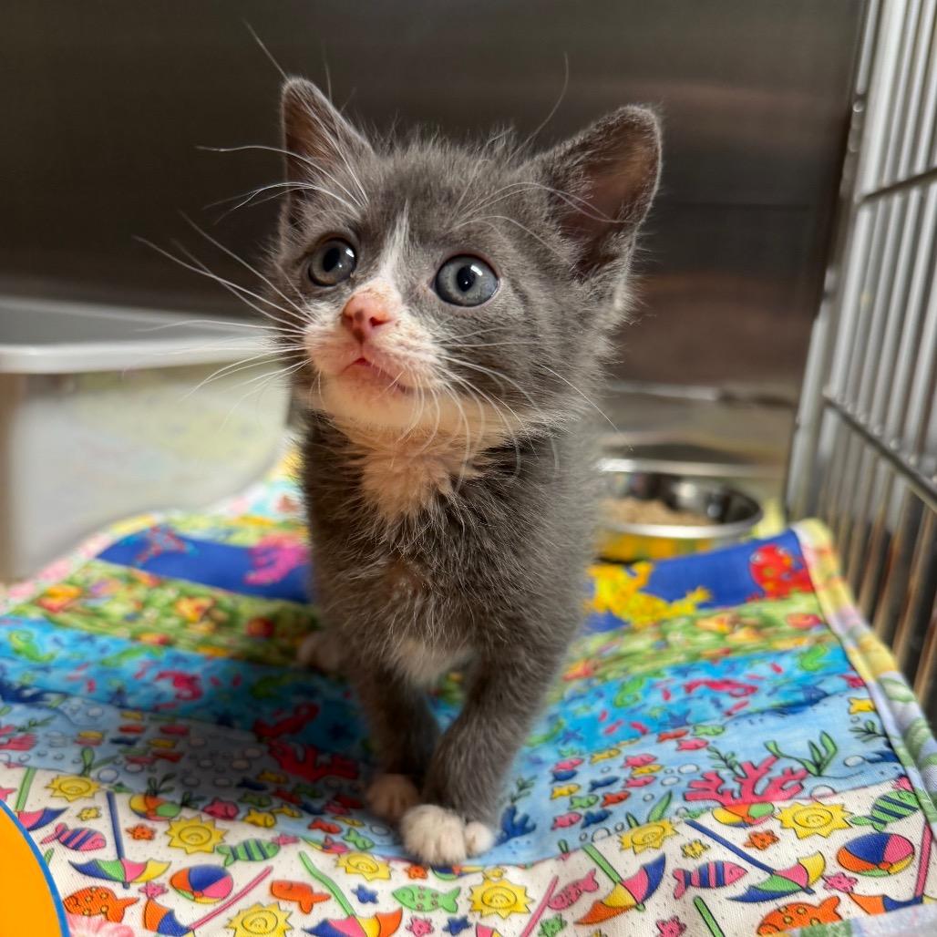 Goofy Goober, a Adoptable Domestic Short Hair in Waynesville, NC image 1/6