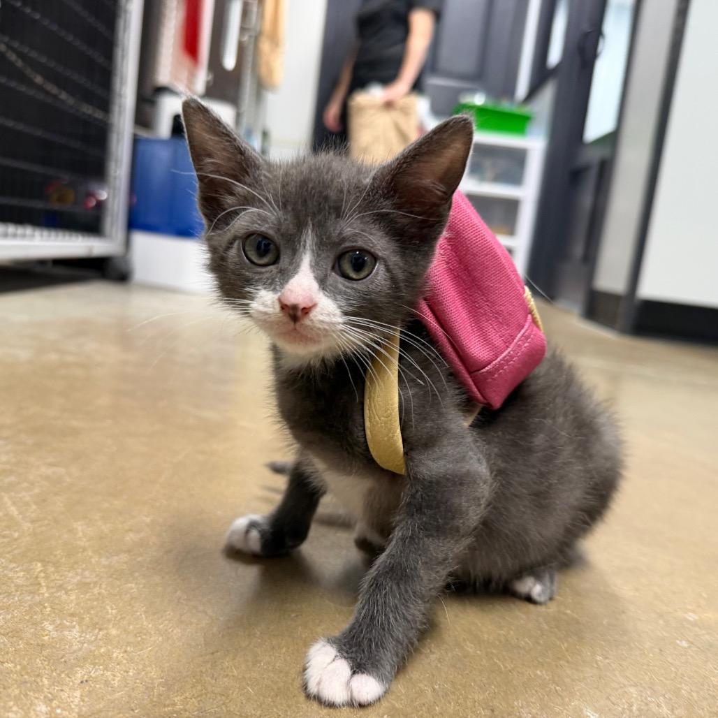 Goofy Goober, a Adoptable Domestic Short Hair in Waynesville, NC image 3/6