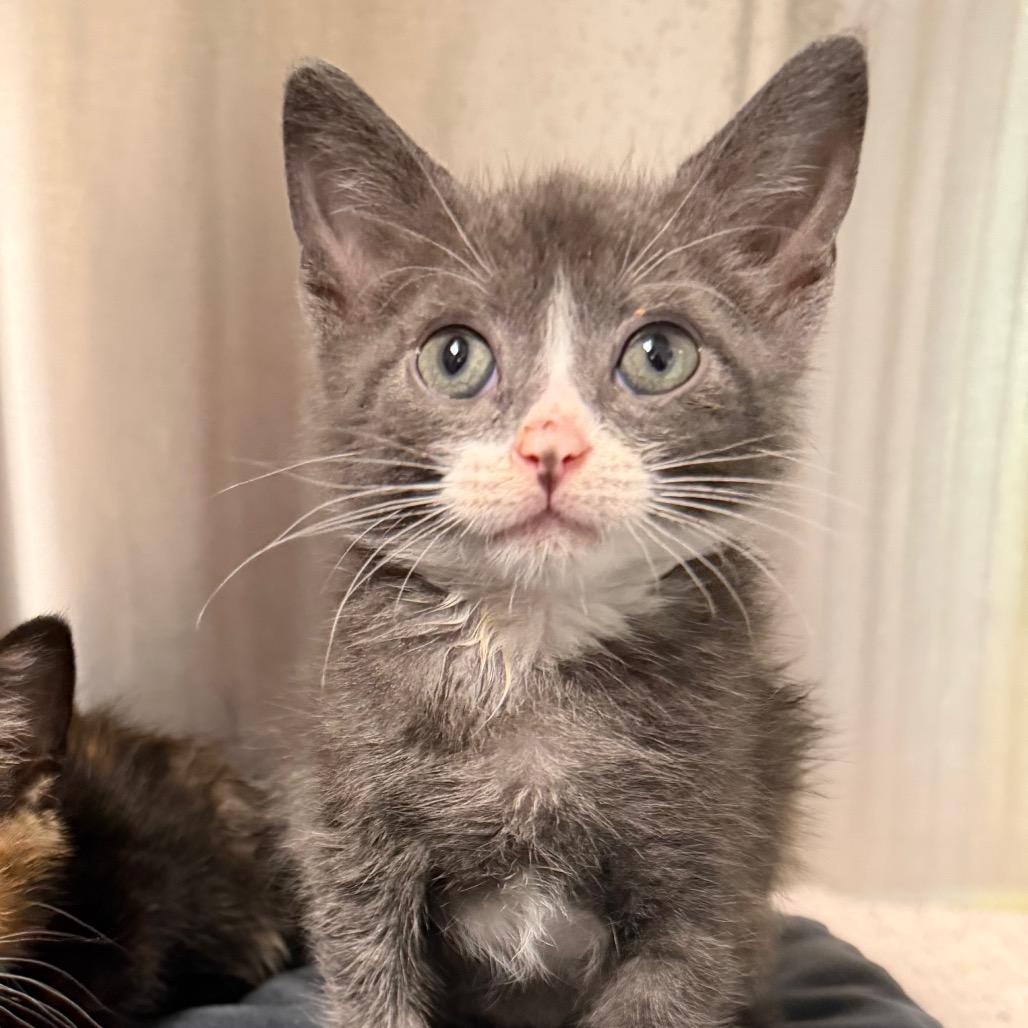 Goofy Goober, a Adoptable Domestic Short Hair in Waynesville, NC image 4/6