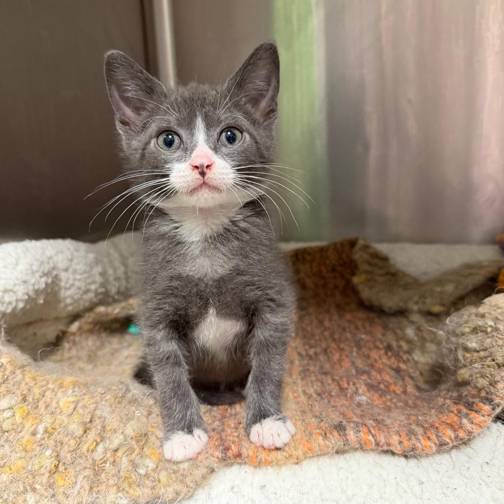 Goofy Goober, a Adoptable Domestic Short Hair in Waynesville, NC image 5/6