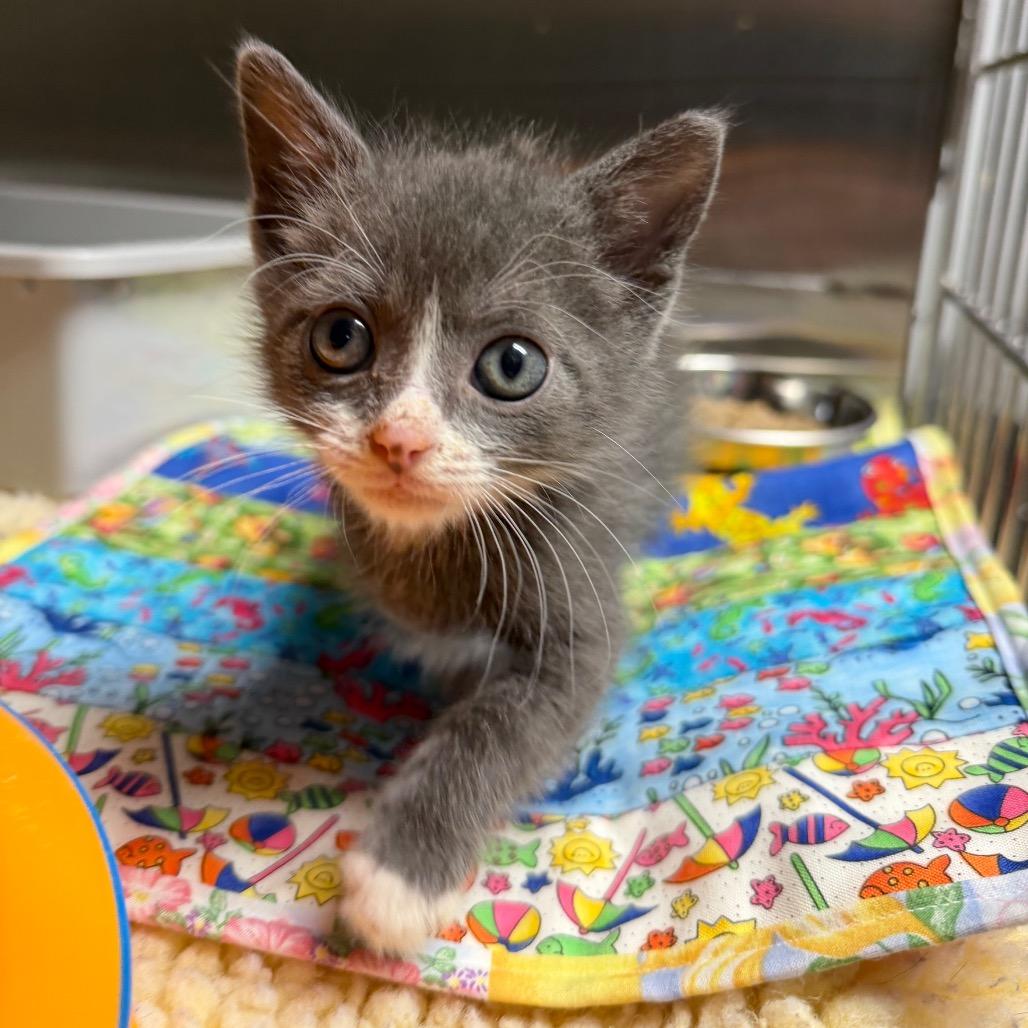 Goofy Goober, a Adoptable Domestic Short Hair in Waynesville, NC image 6/6