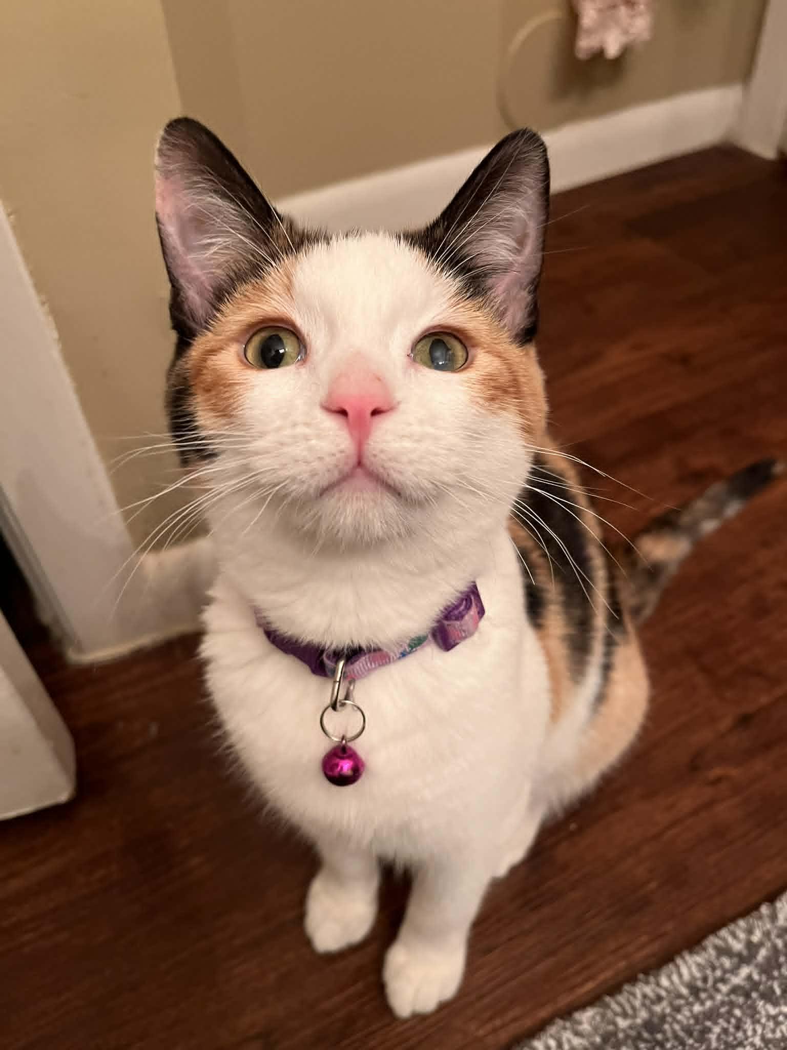 Enlarge Bird, an adoptable Domestic Short Hair in Overland Park, KS image 4/4