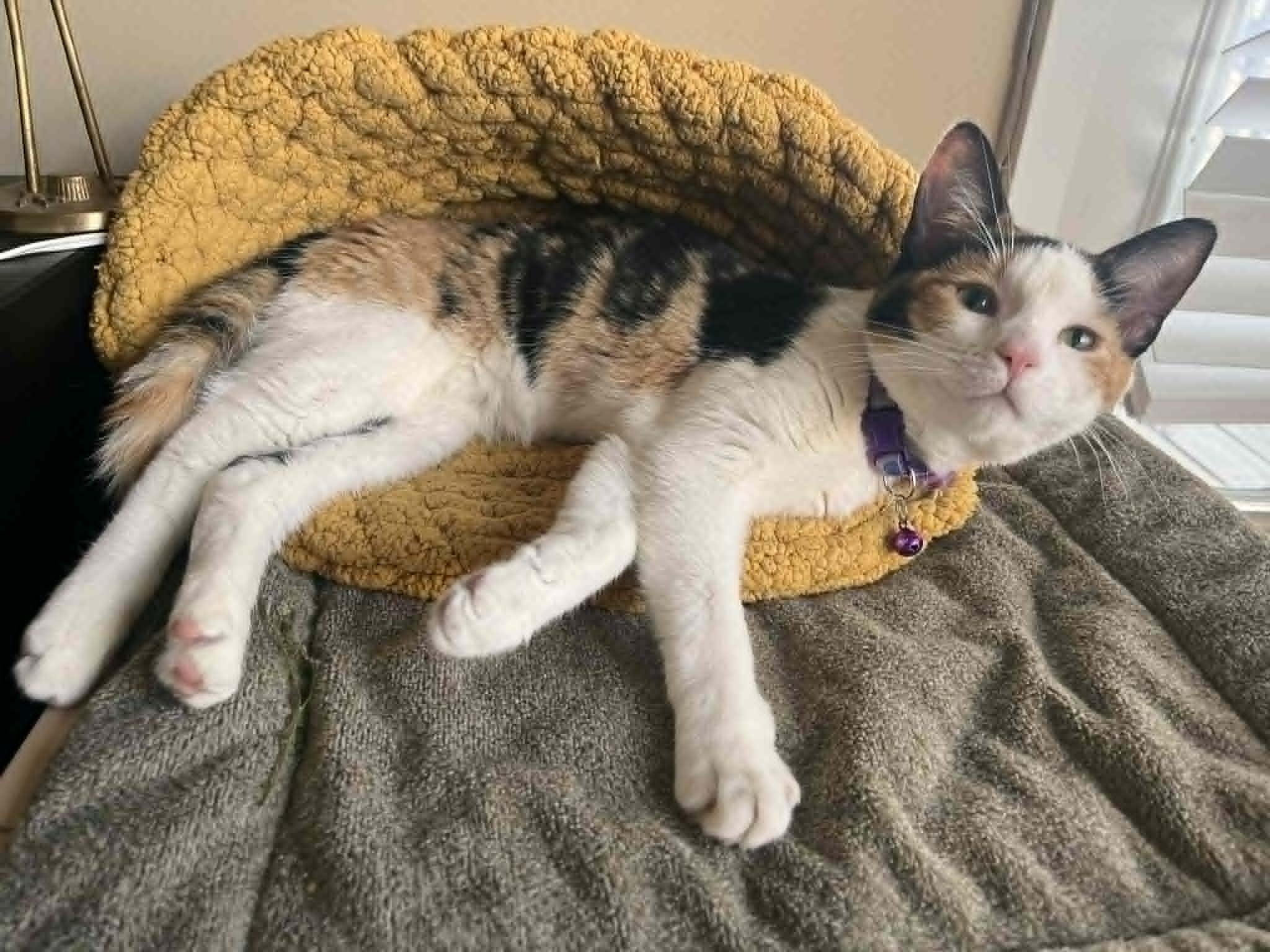Enlarge Bird, an adoptable Domestic Short Hair in Overland Park, KS image 3/4