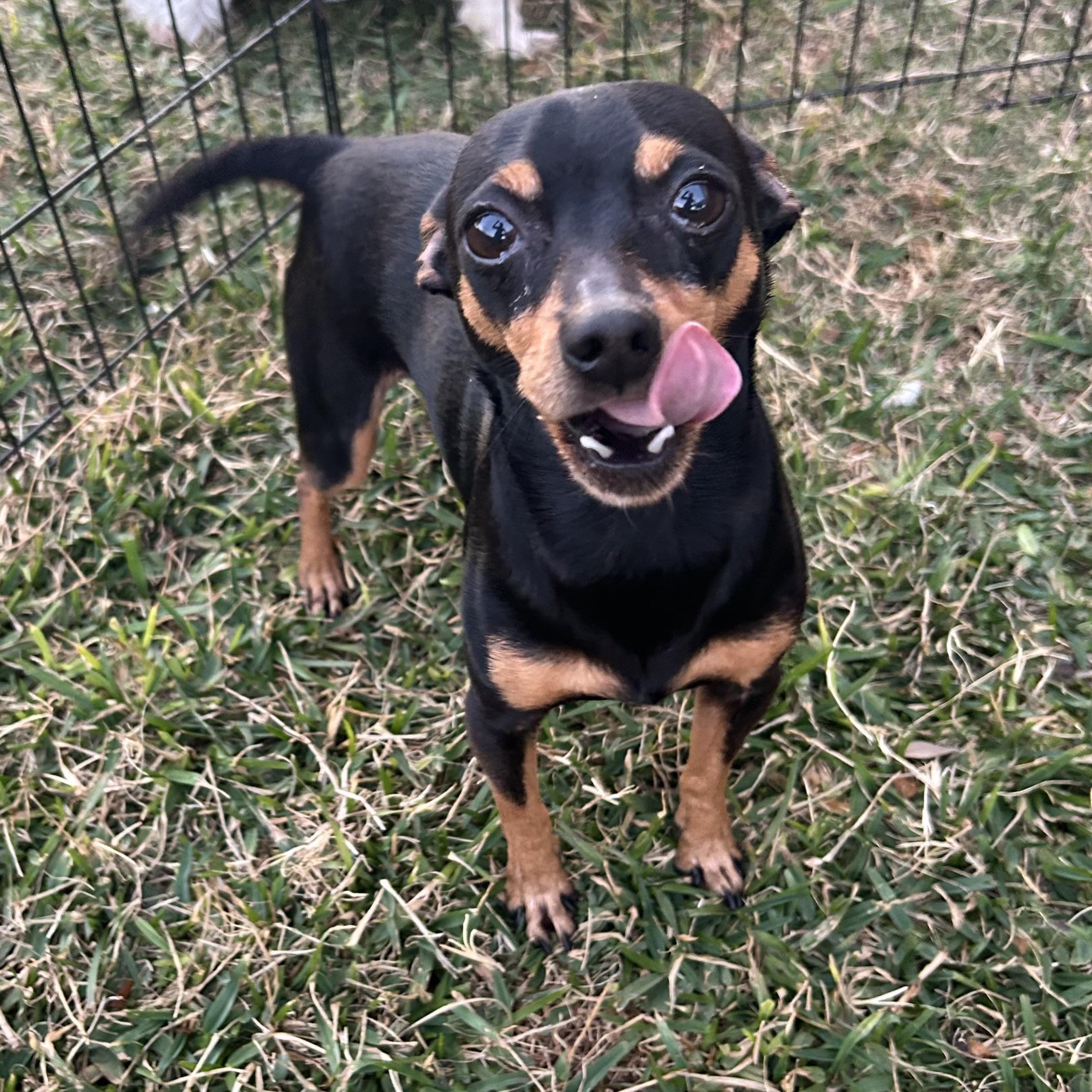 Rebel — thumbnail 4