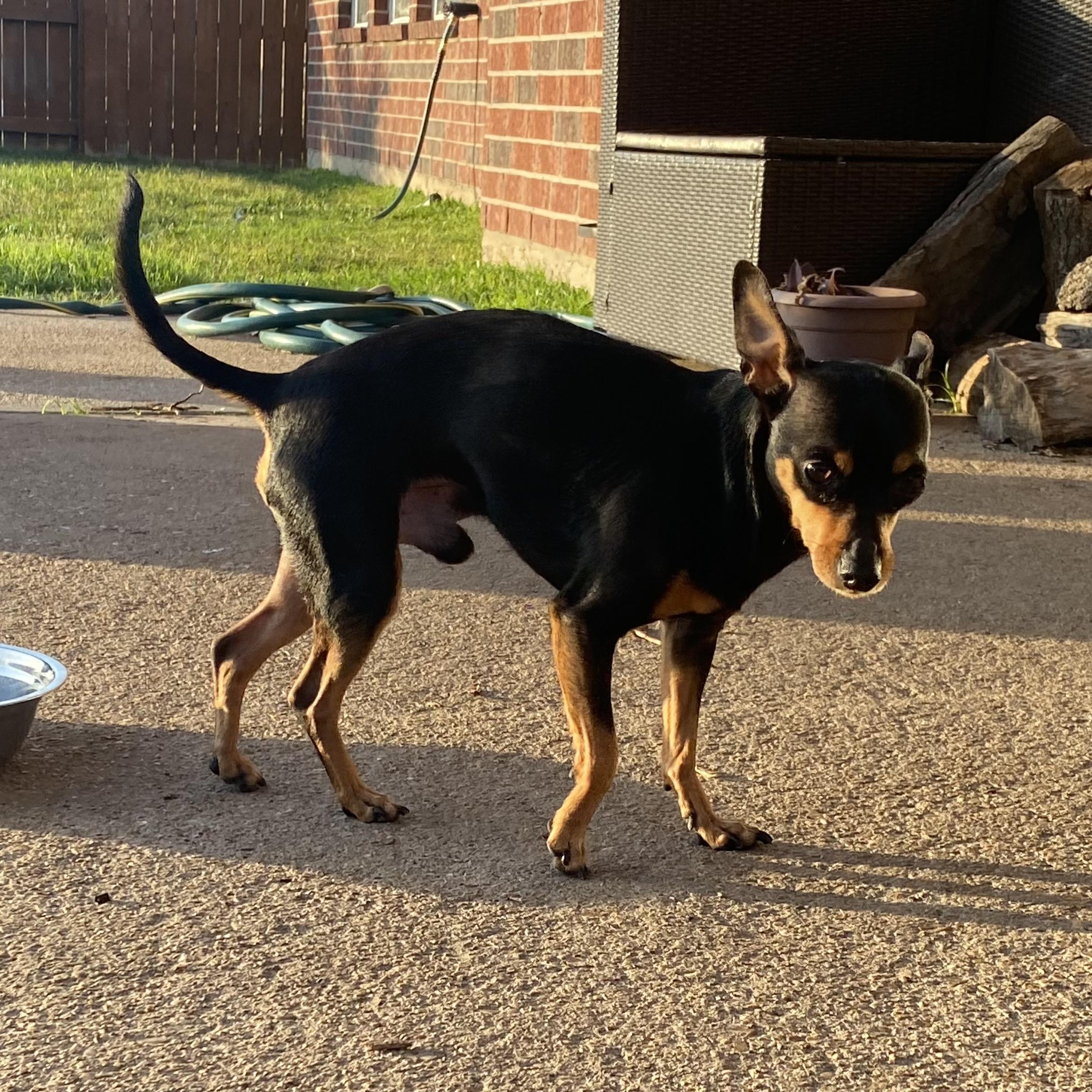 Rebel — thumbnail 6