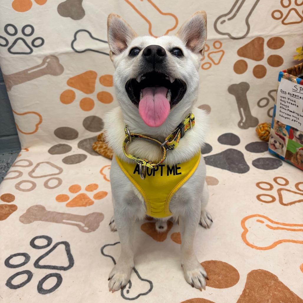 Vinnie, Adoptable, Adult Male Husky & Mixed Breed.
