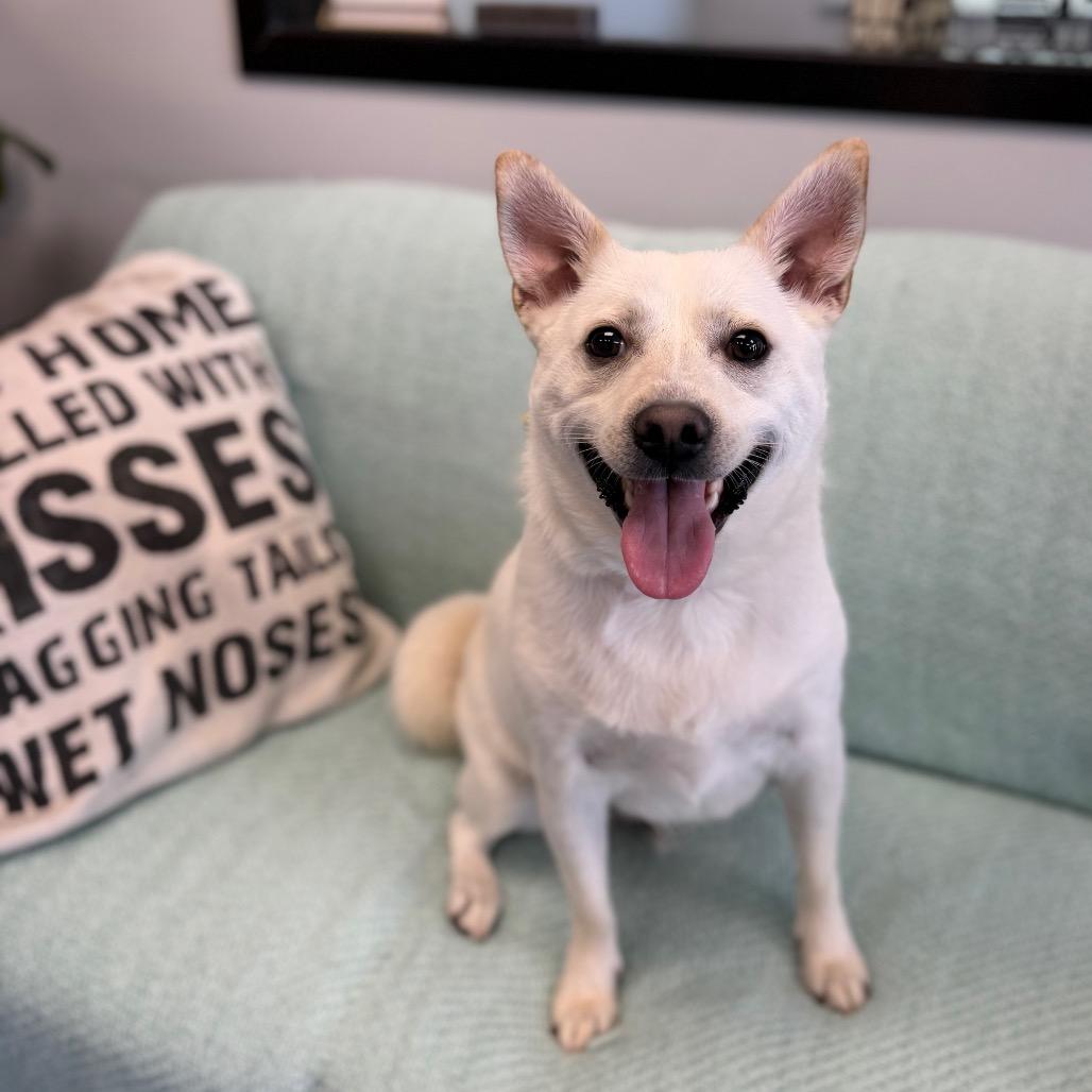 Enlarge Vinnie, a Adoptable mixed breed in Watertown, NY image 5/6