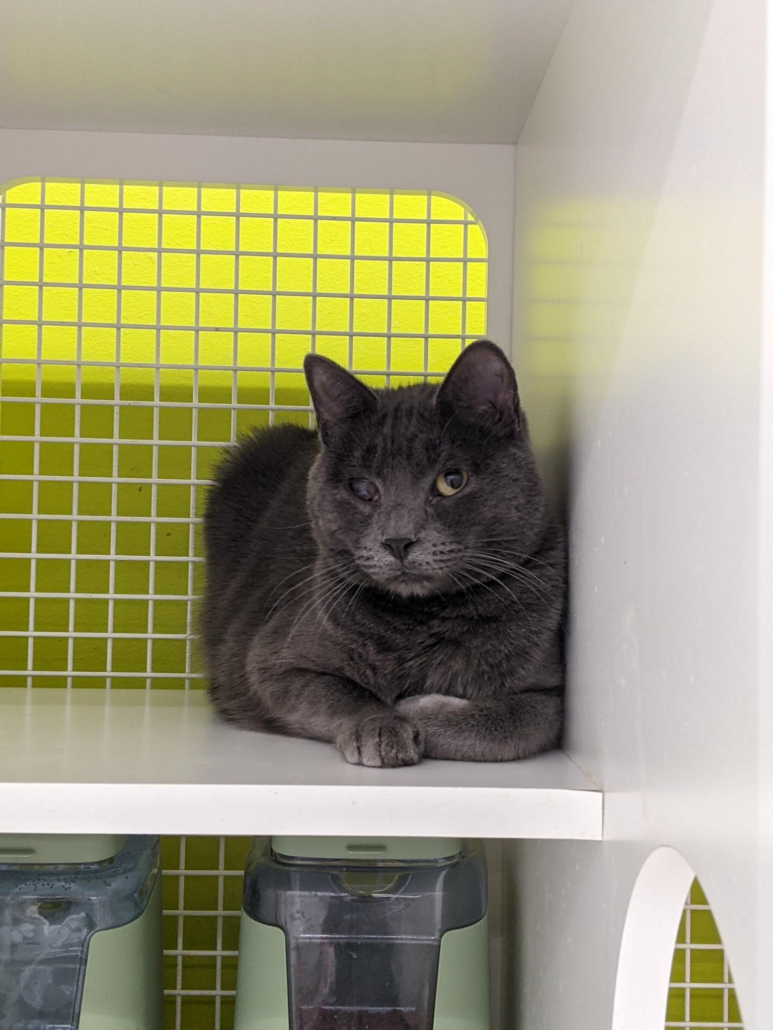 Asher, ADOPTABLE, Young Male Russian Blue & Domestic Short Hair.