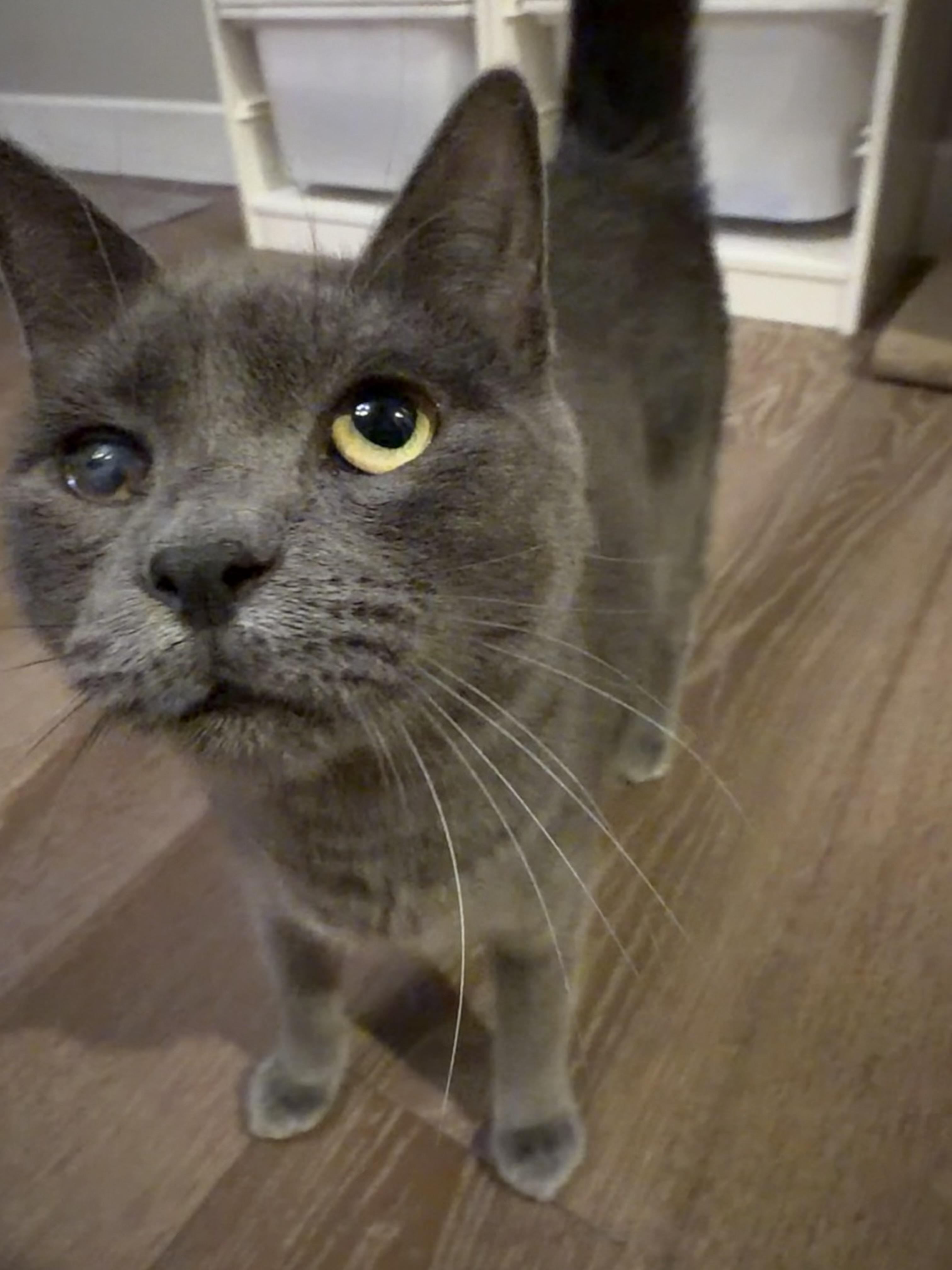 Asher, ADOPTABLE, Young Male Russian Blue & Domestic Short Hair.