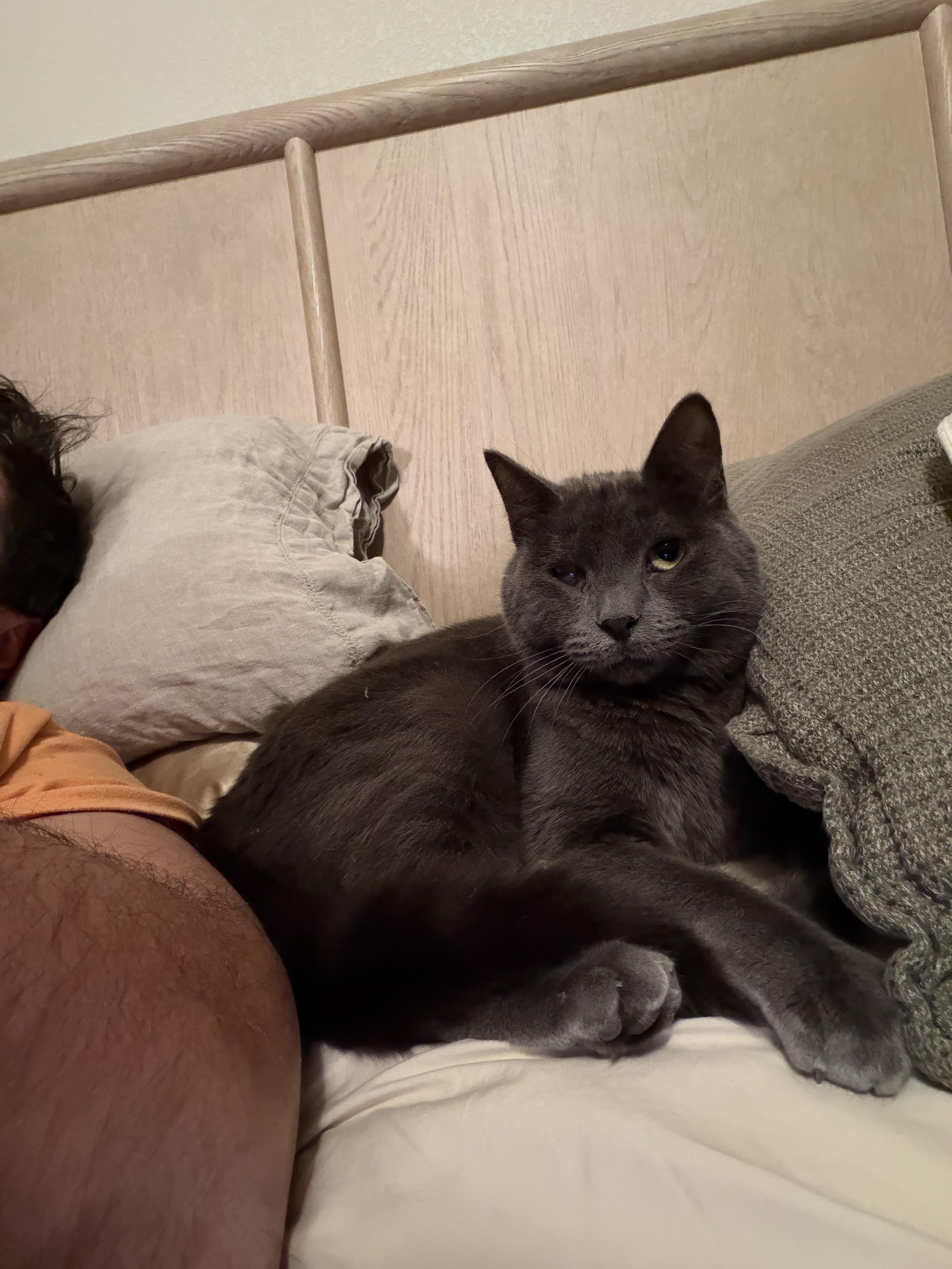 Asher, ADOPTABLE, Young Male Russian Blue & Domestic Short Hair.