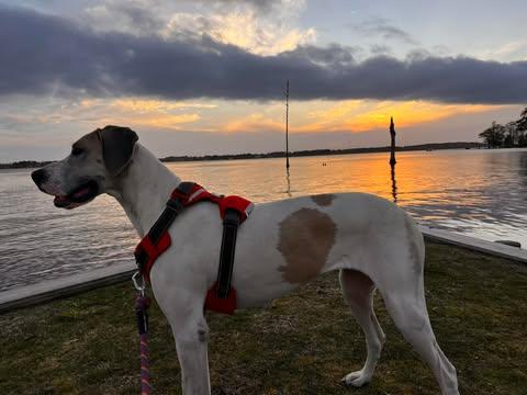 Leia, an adoptable Great Dane in Wilmington, NC, 28412 | Photo Image 2
