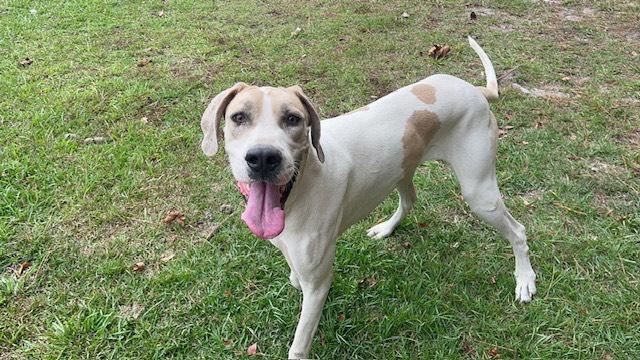 Leia, an adoptable Great Dane in Wilmington, NC, 28412 | Photo Image 1