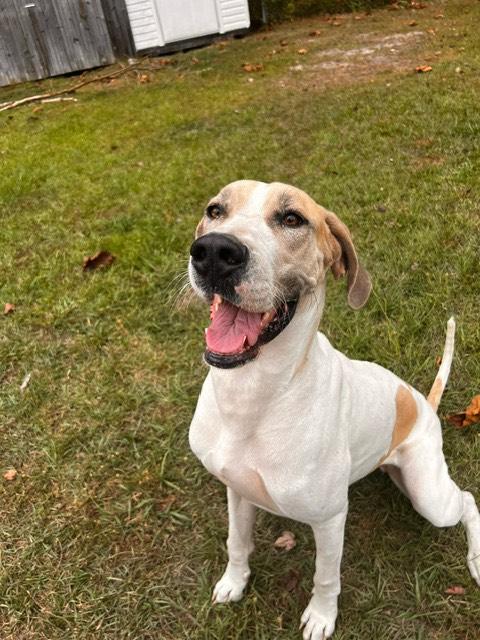 Leia, an adoptable Great Dane in Wilmington, NC, 28412 | Photo Image 3