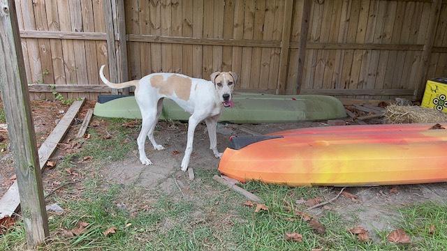 Leia, an adoptable Great Dane in Wilmington, NC, 28412 | Photo Image 4