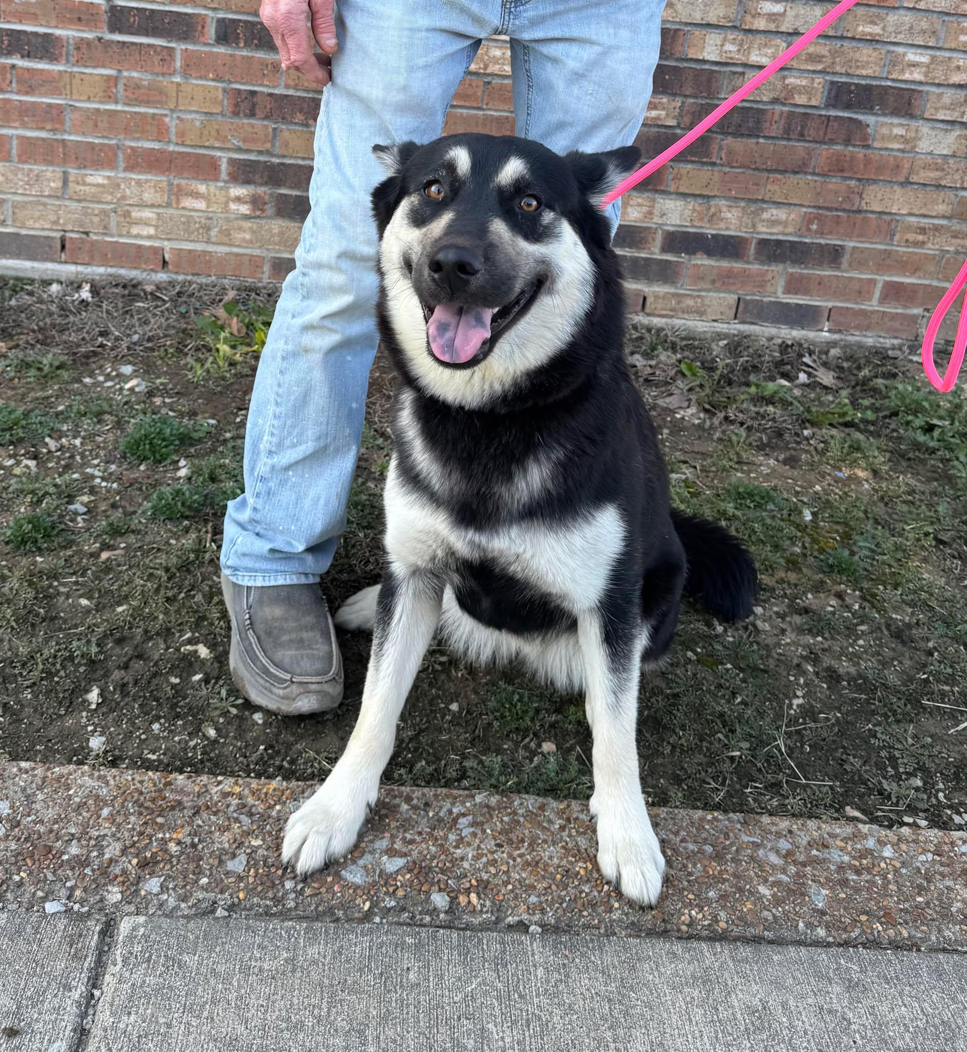Bella, adopted, Adult Female Shepherd.