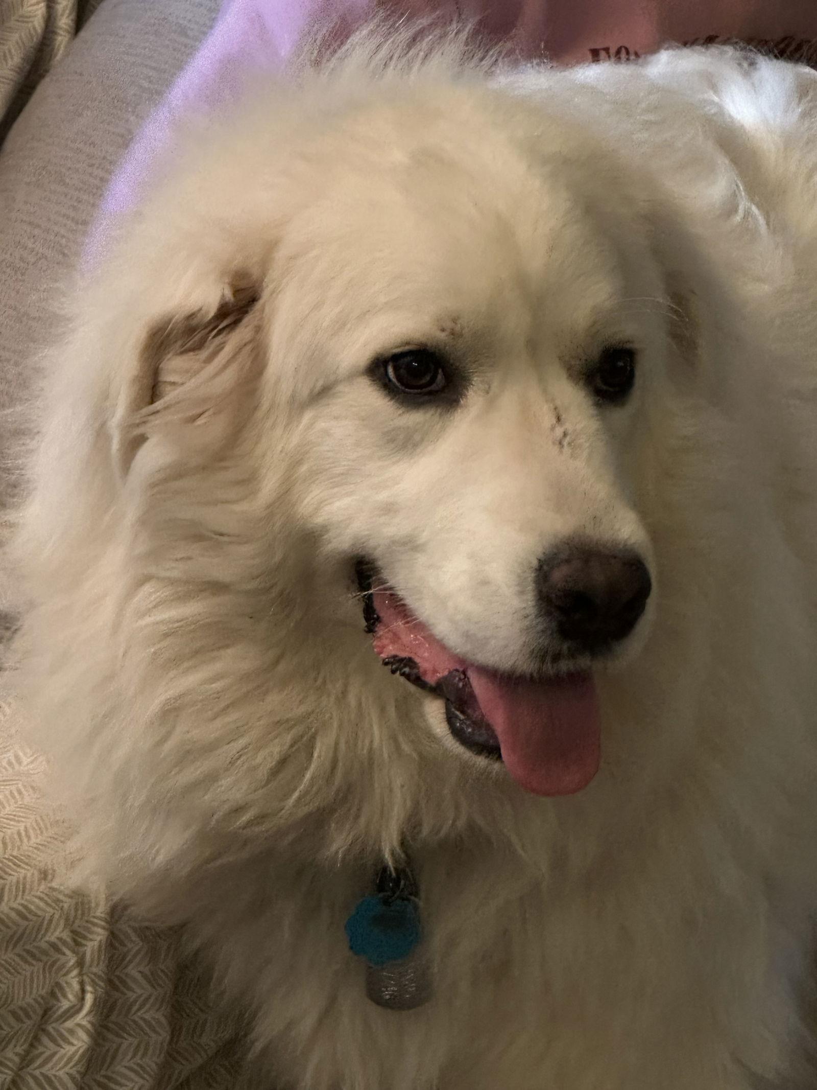 Enlarge Texana (AP), a Adoptable Great Pyrenees in Bend, OR image 2/3
