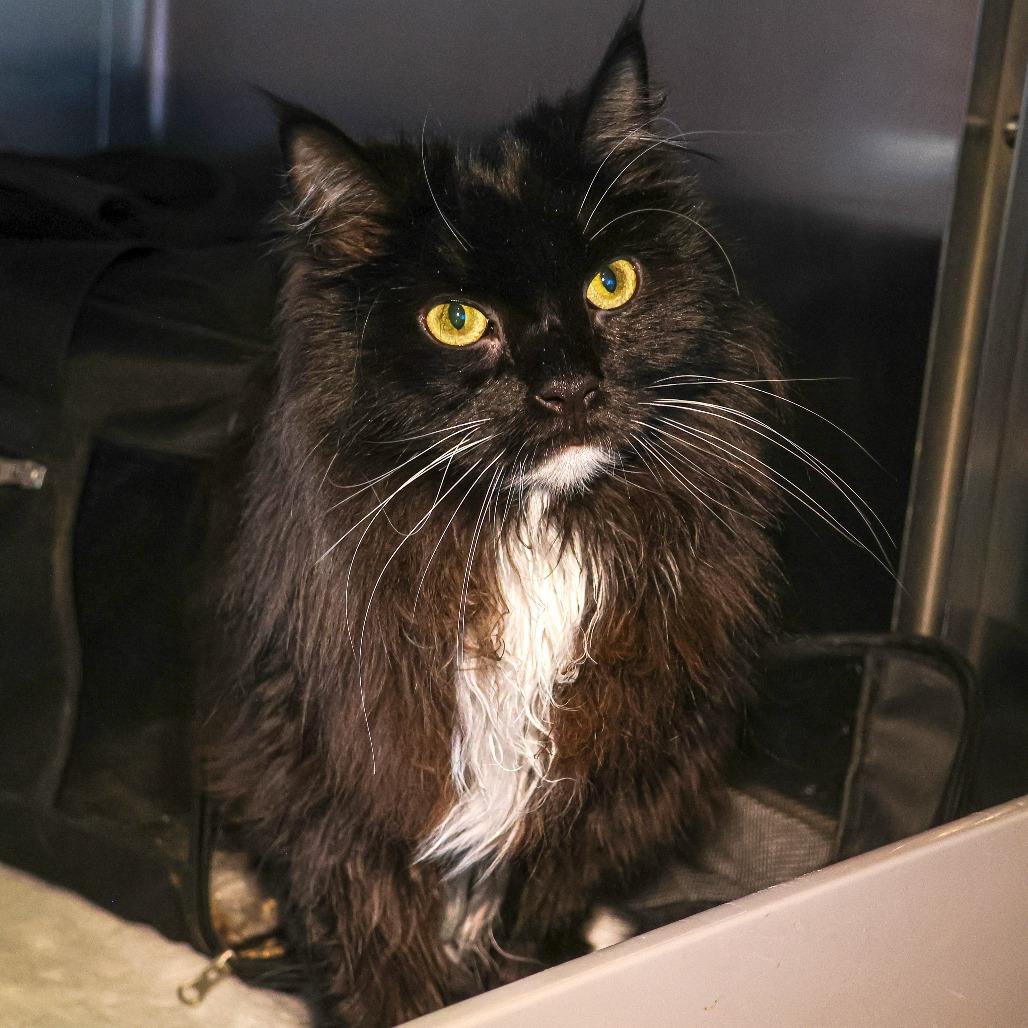 Domino, Adoptable, Adult Female Domestic Long Hair.