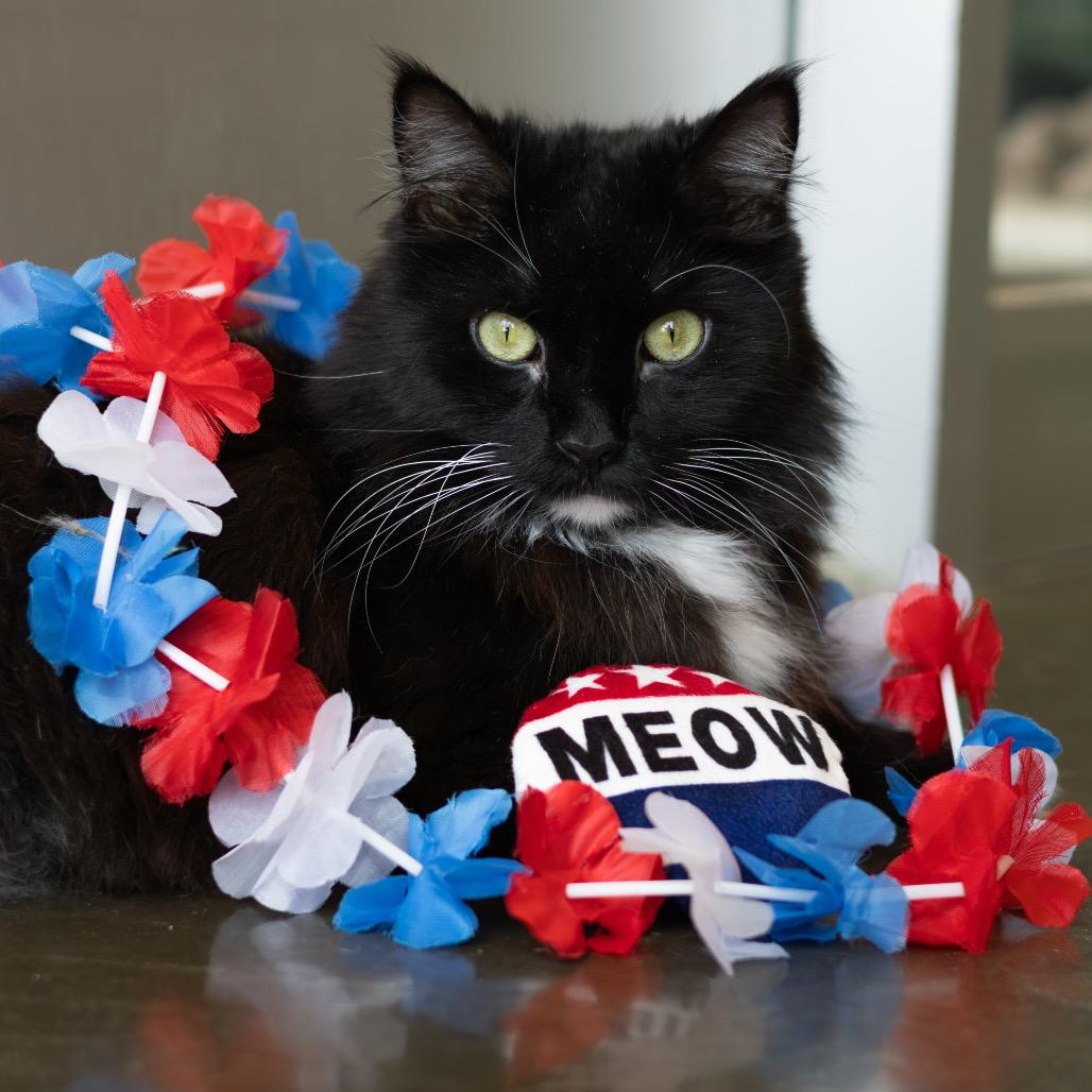 Enlarge Domino, a Adoptable Domestic Long Hair in Wilmington, DE image 2/6