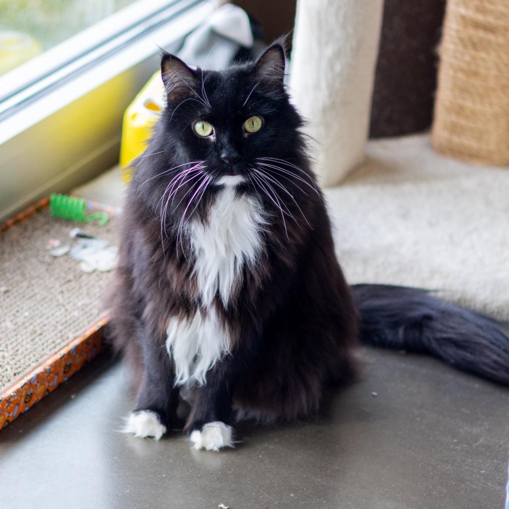 Enlarge Domino, a Adoptable Domestic Long Hair in Wilmington, DE image 2/4