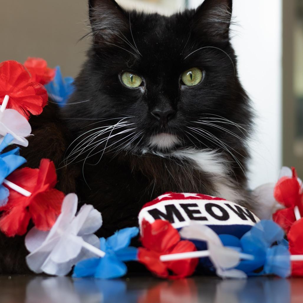 Enlarge Domino, a Adoptable Domestic Long Hair in Wilmington, DE image 5/6