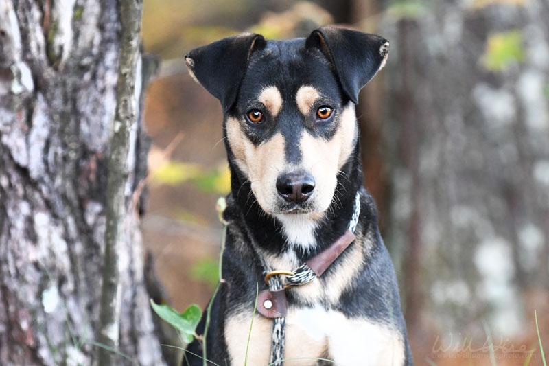 Enlarge Duke #21212, a ADOPTABLE mixed breed in Monroe, GA image 1/5