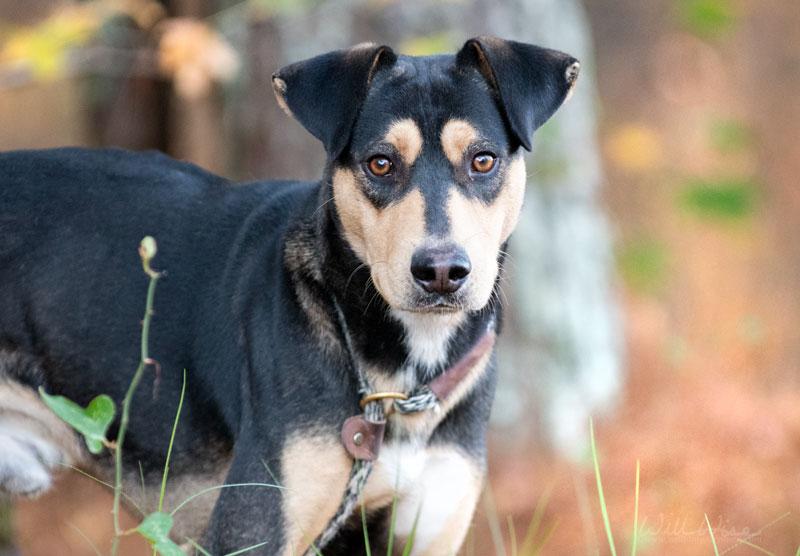 Enlarge Duke #21212, a ADOPTABLE mixed breed in Monroe, GA image 3/5