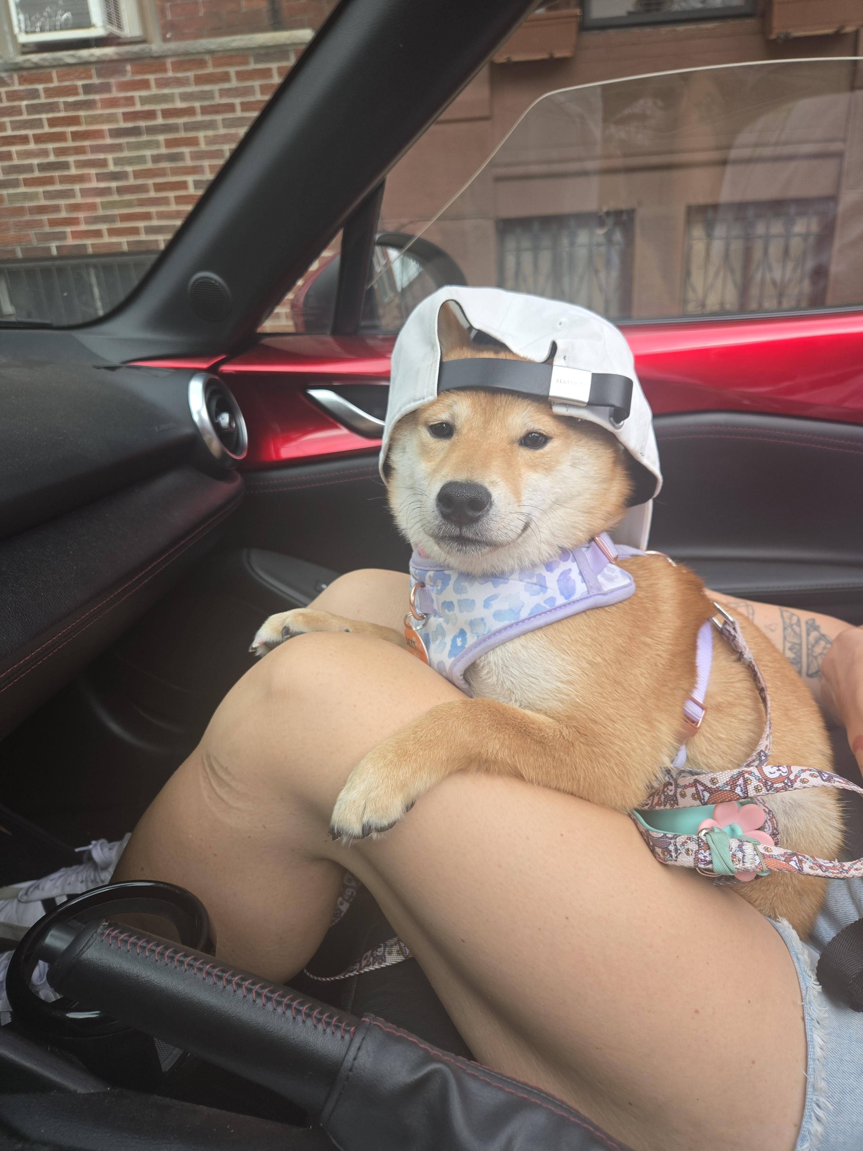 kiki, ADOPTABLE, Puppy Female Shiba Inu.