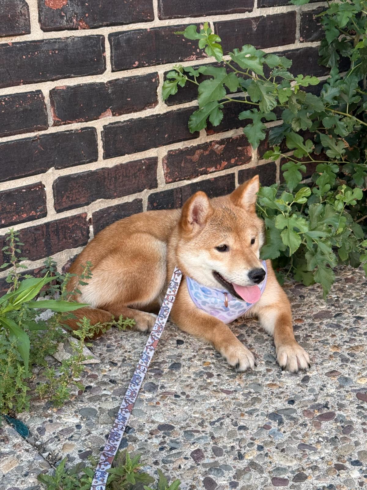Enlarge kiki, a ADOPTABLE Shiba Inu in Toms River, NJ image 2/6