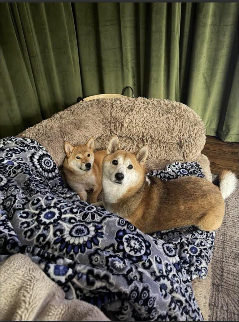Enlarge kiki, a ADOPTABLE Shiba Inu in Toms River, NJ image 6/6