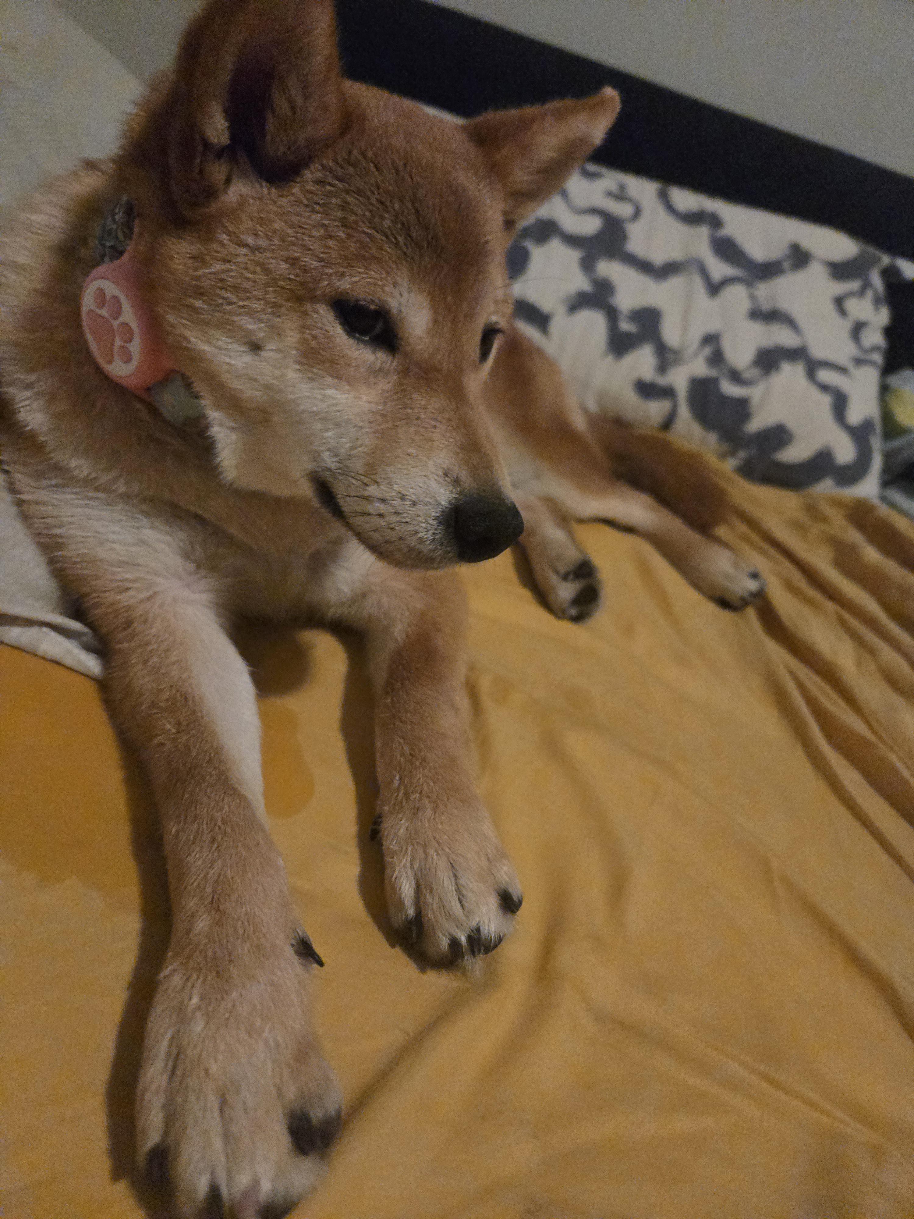 Enlarge kiki, a ADOPTABLE Shiba Inu in Toms River, NJ image 3/6